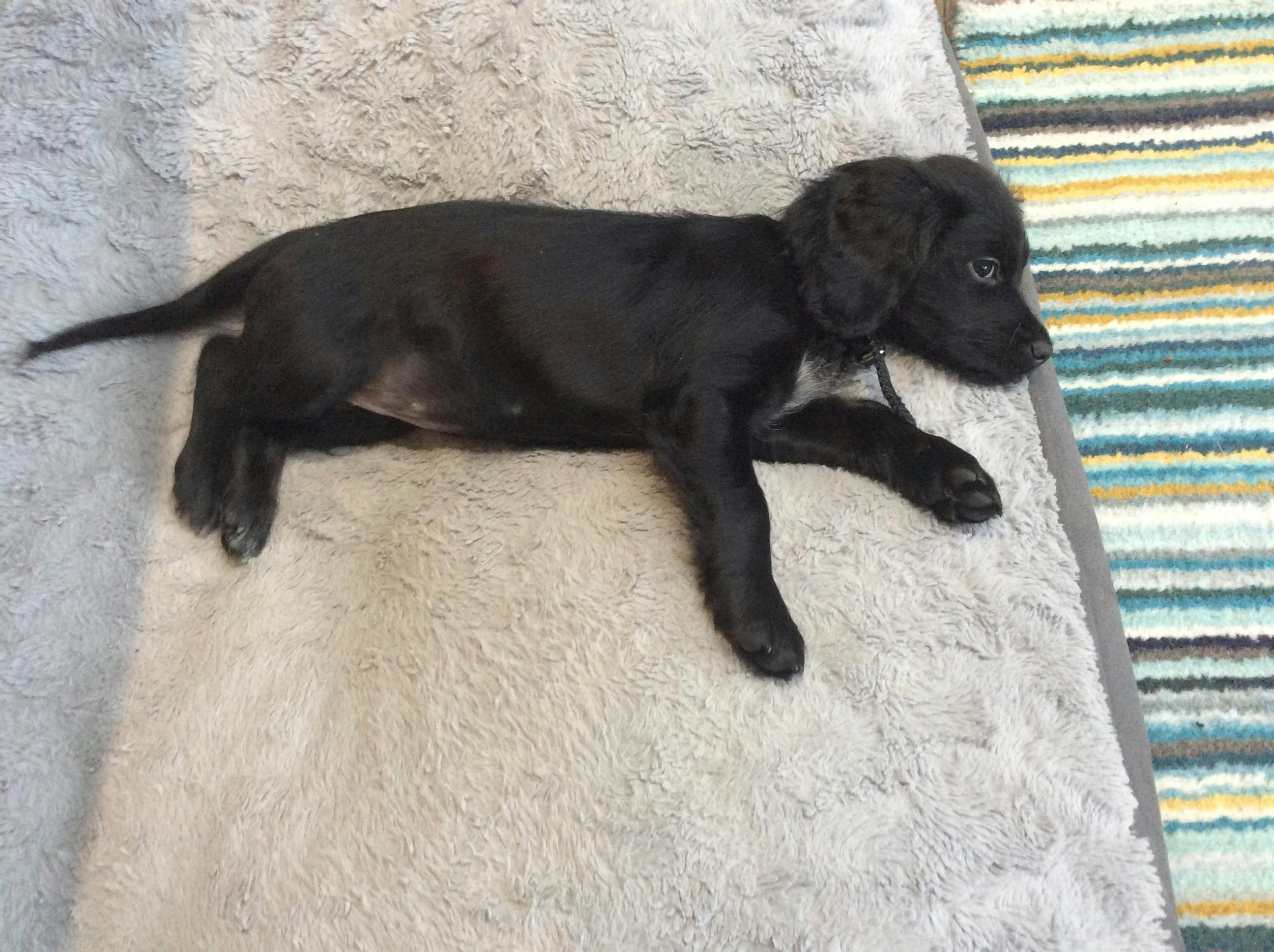 How Do I Stop My Cocker Spaniel Pulling On The Lead