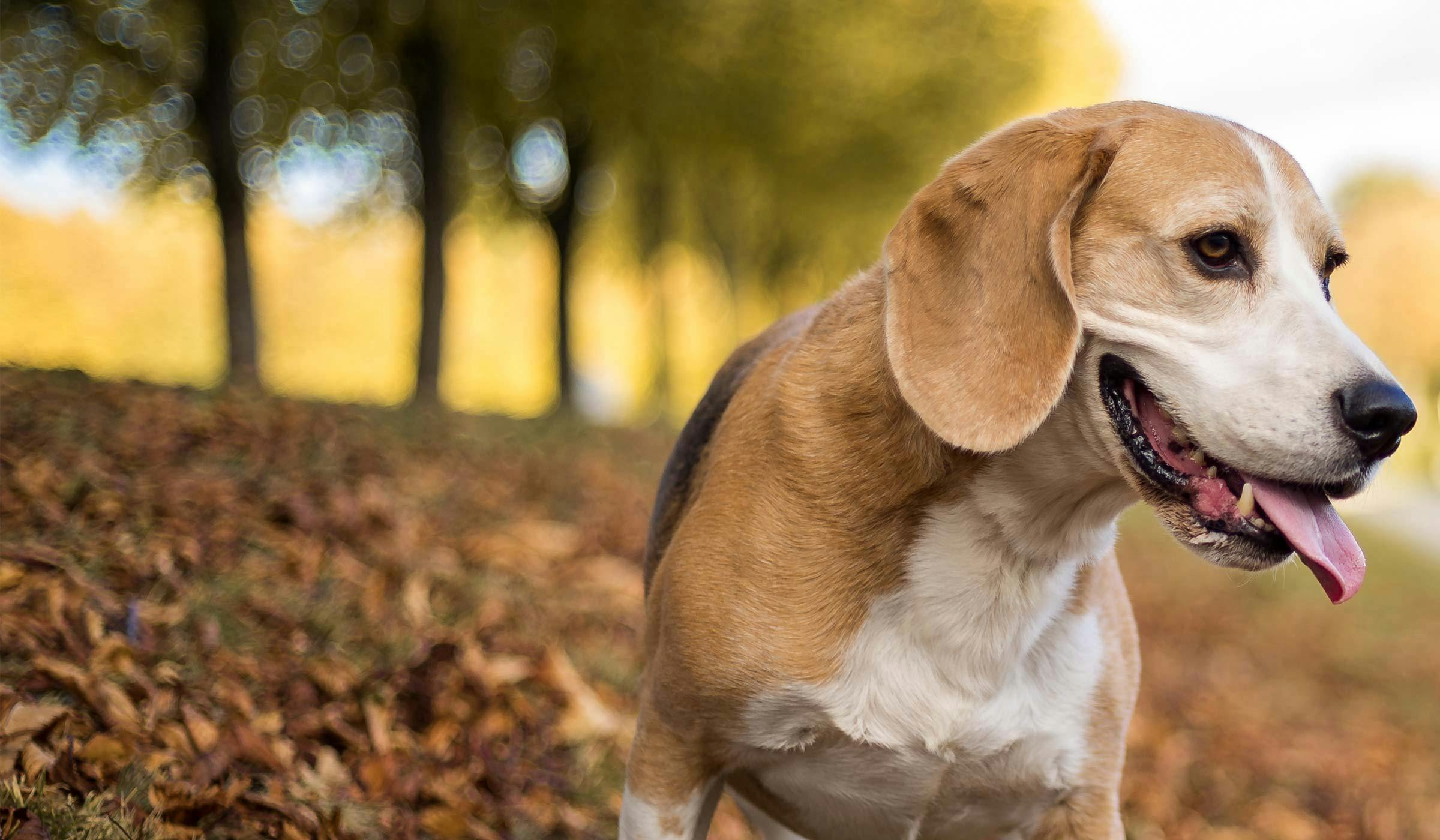 can a beagle be trained to walk off leash? 2