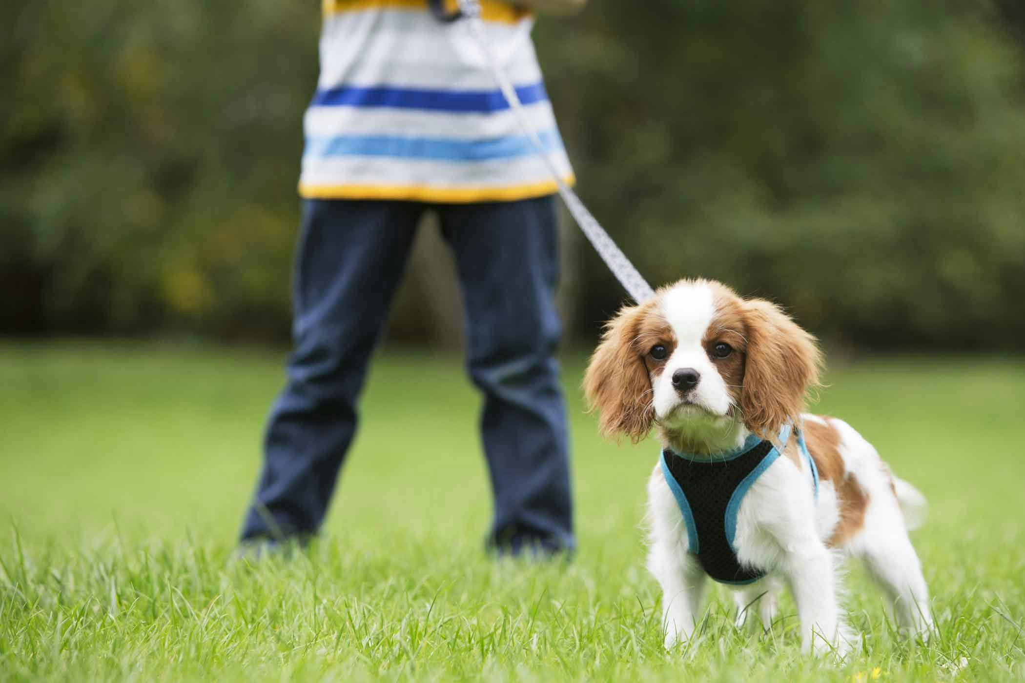 How to Train Your Young Dog to Walk on a Lead