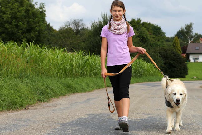 How to Train Your Big Dog to Walk on a Leash