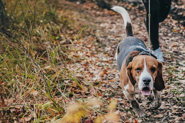 How to Train Your Basset Hound Dog to Walk on a Leash