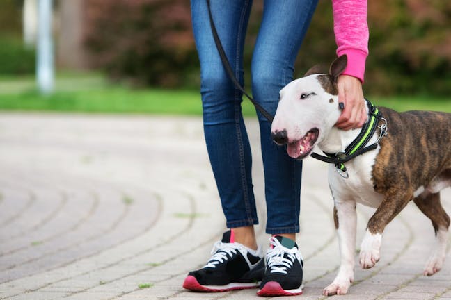 How to Train Your Bull Terrier Dog to Walk on a Leash