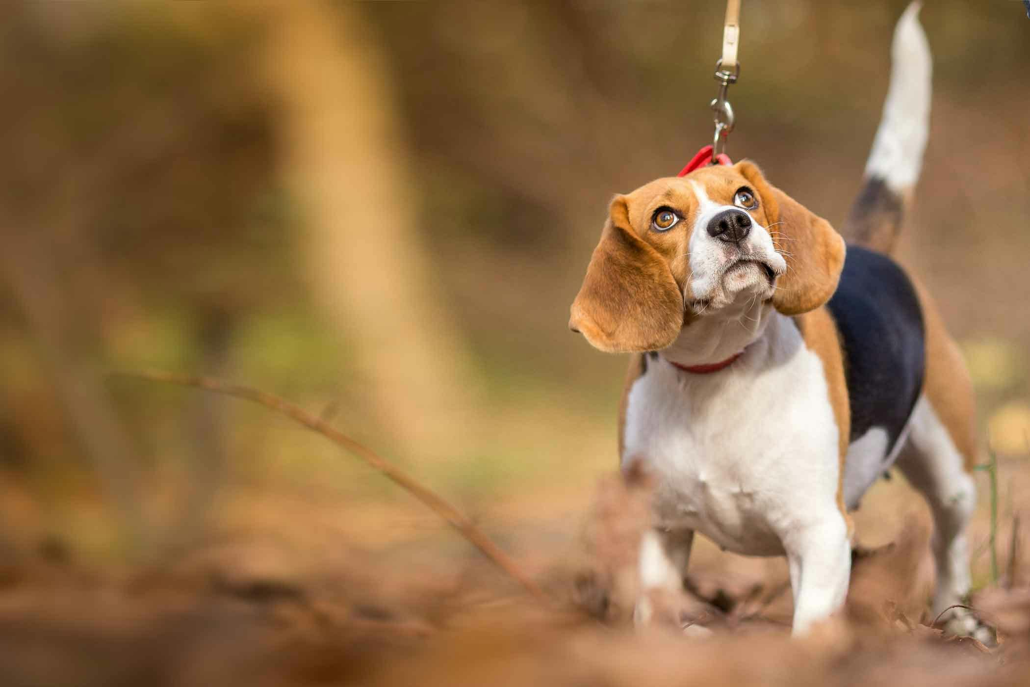 training an older dog to walk on leash