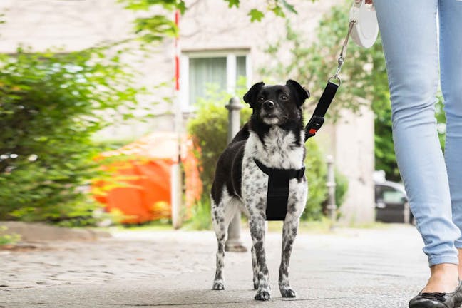 How to Train Your Dog to Walk on a Retractable Leash