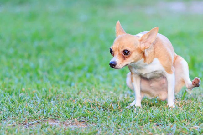 How to Train Your Dog to Walk on His Front Legs