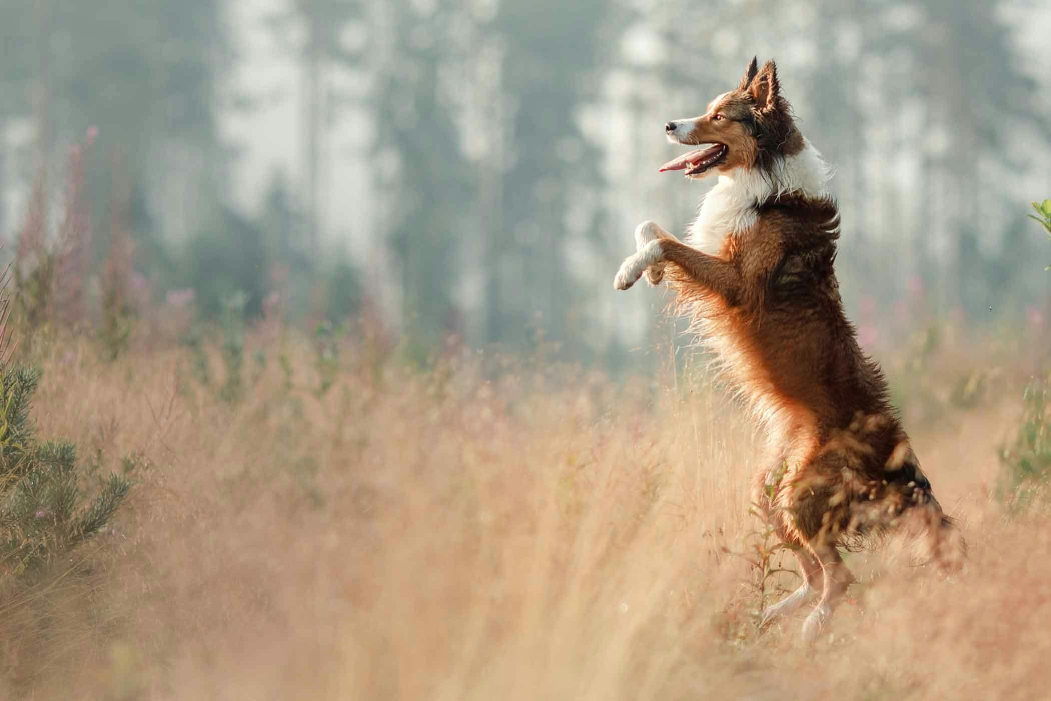 How to teach a dog to stand