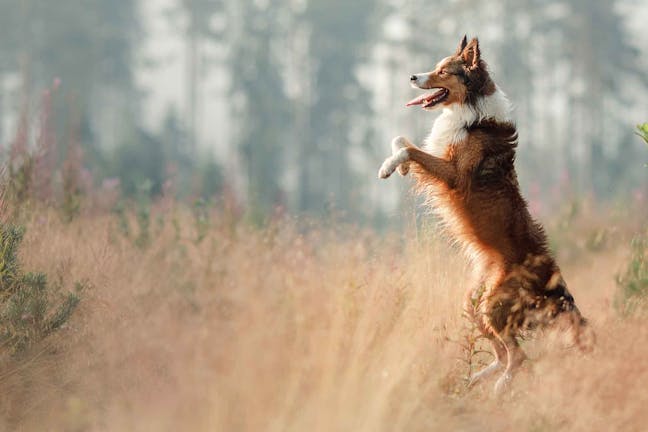 How to Train Your Dog to Walk on His Hind Legs
