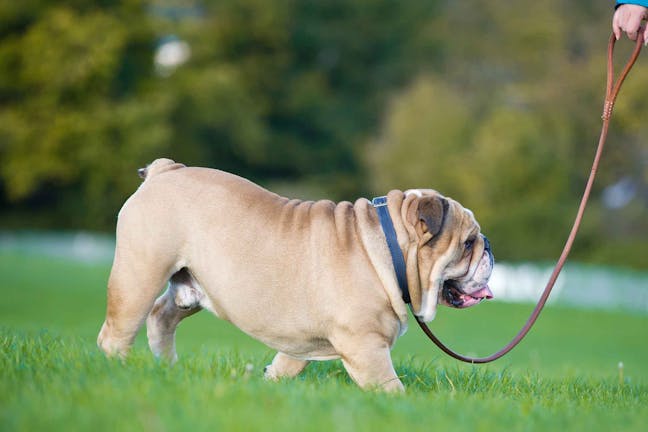 How to Train Your Stubborn Dog to Walk on Leash