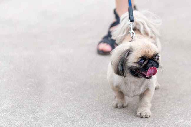 How to Train Your Small Dog to Walk on Leash