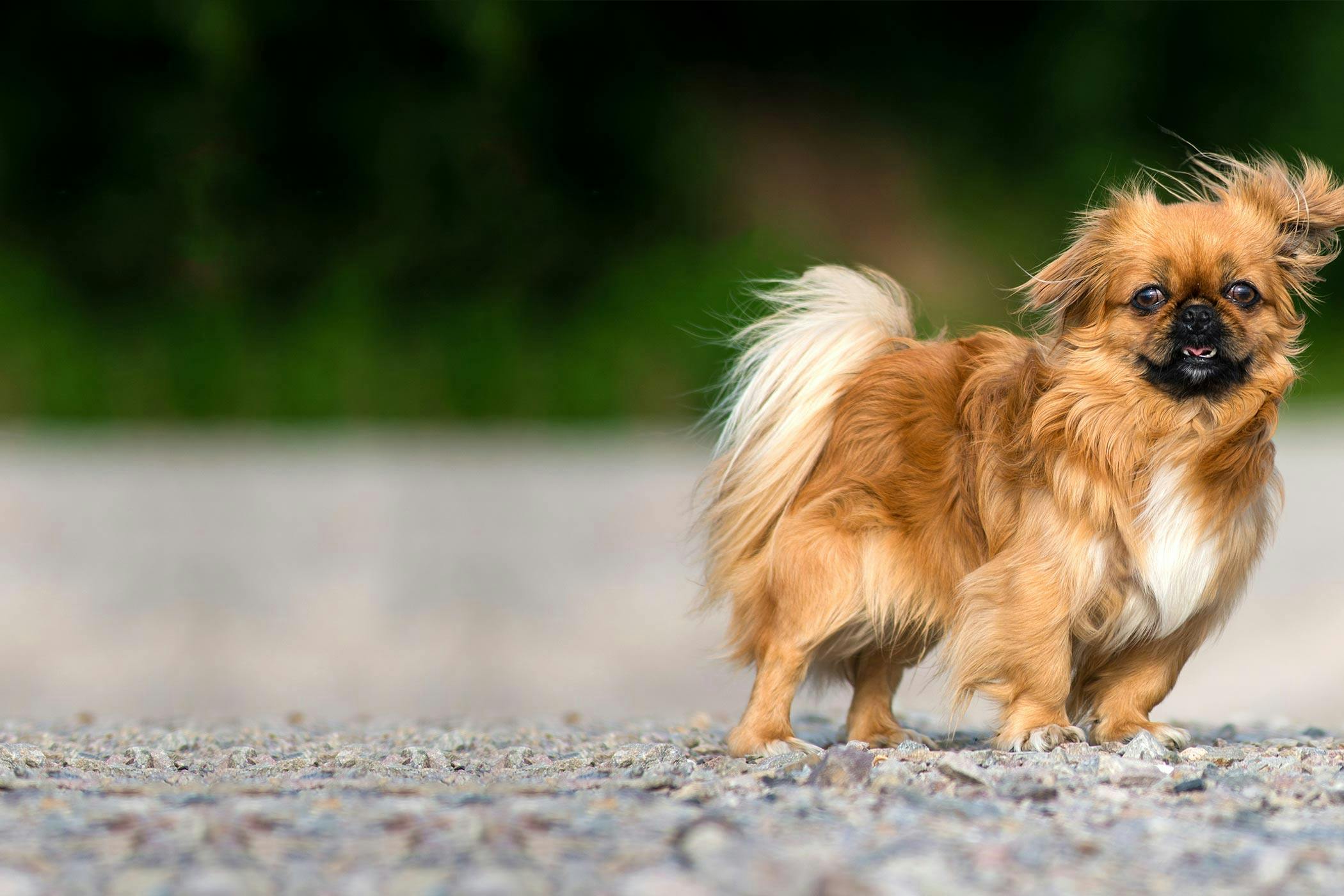 what causes a dog to walk sideways