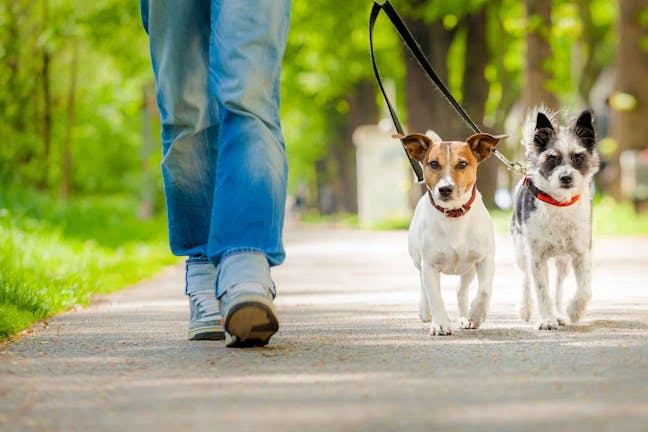 How to Train Your Dog to Walk Slowly