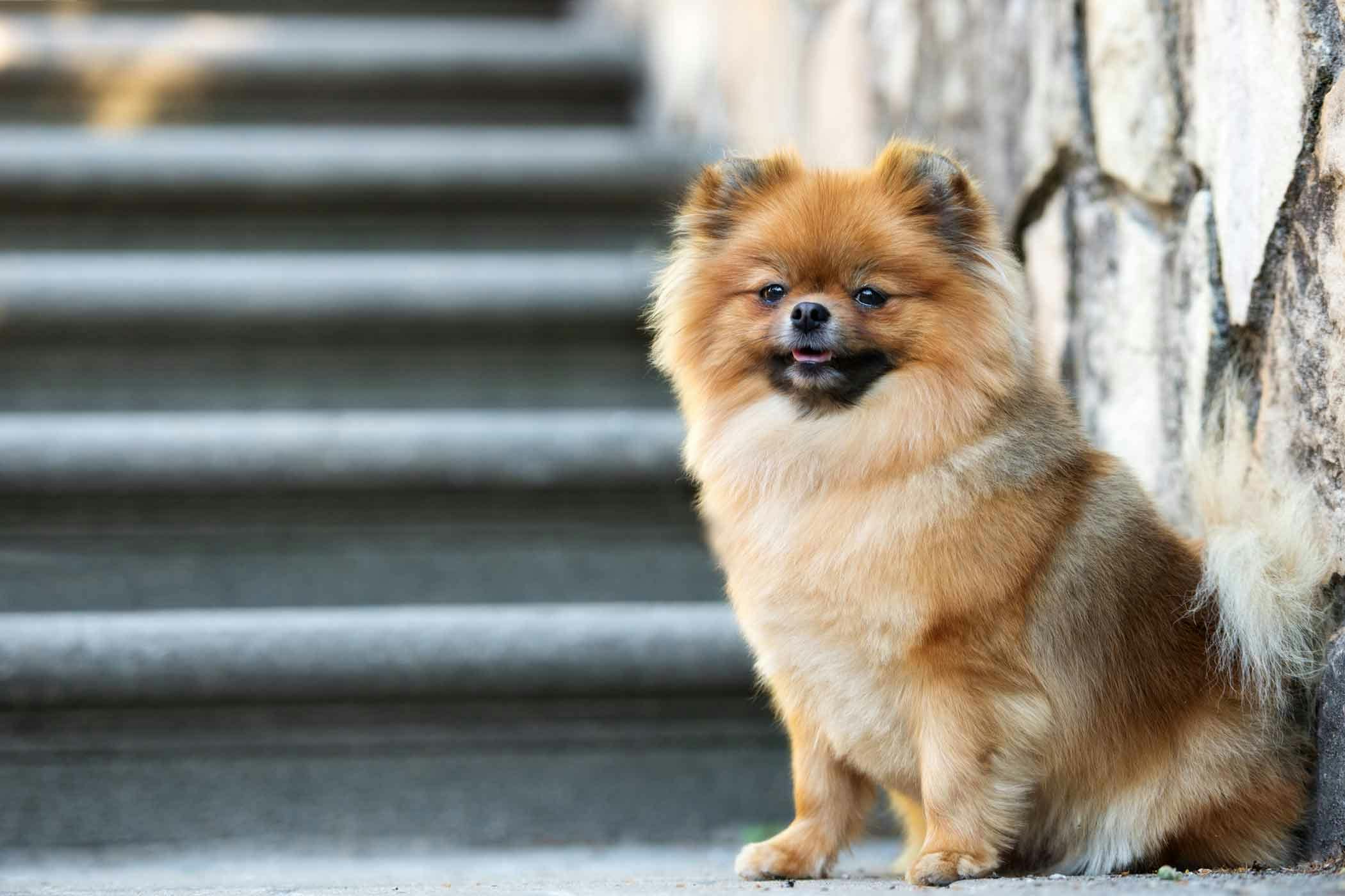 How to Train Your Young Dog to Walk Up Steps Wag!