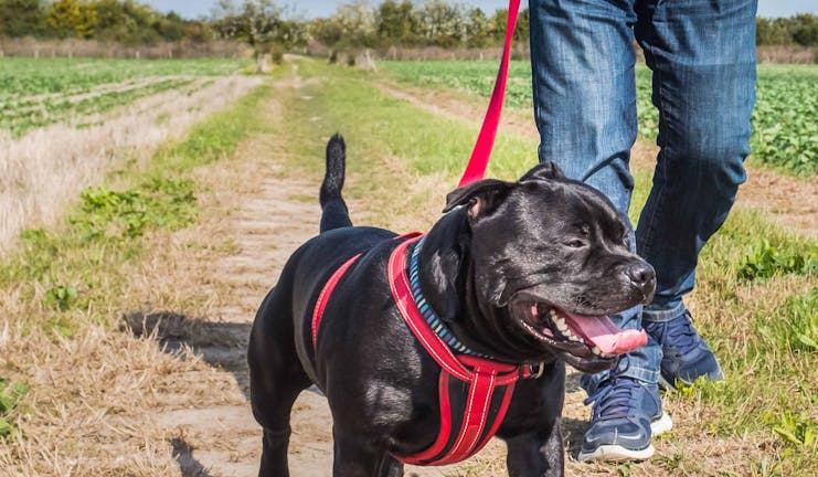 How to Train Your Dog to Walk With a Harness