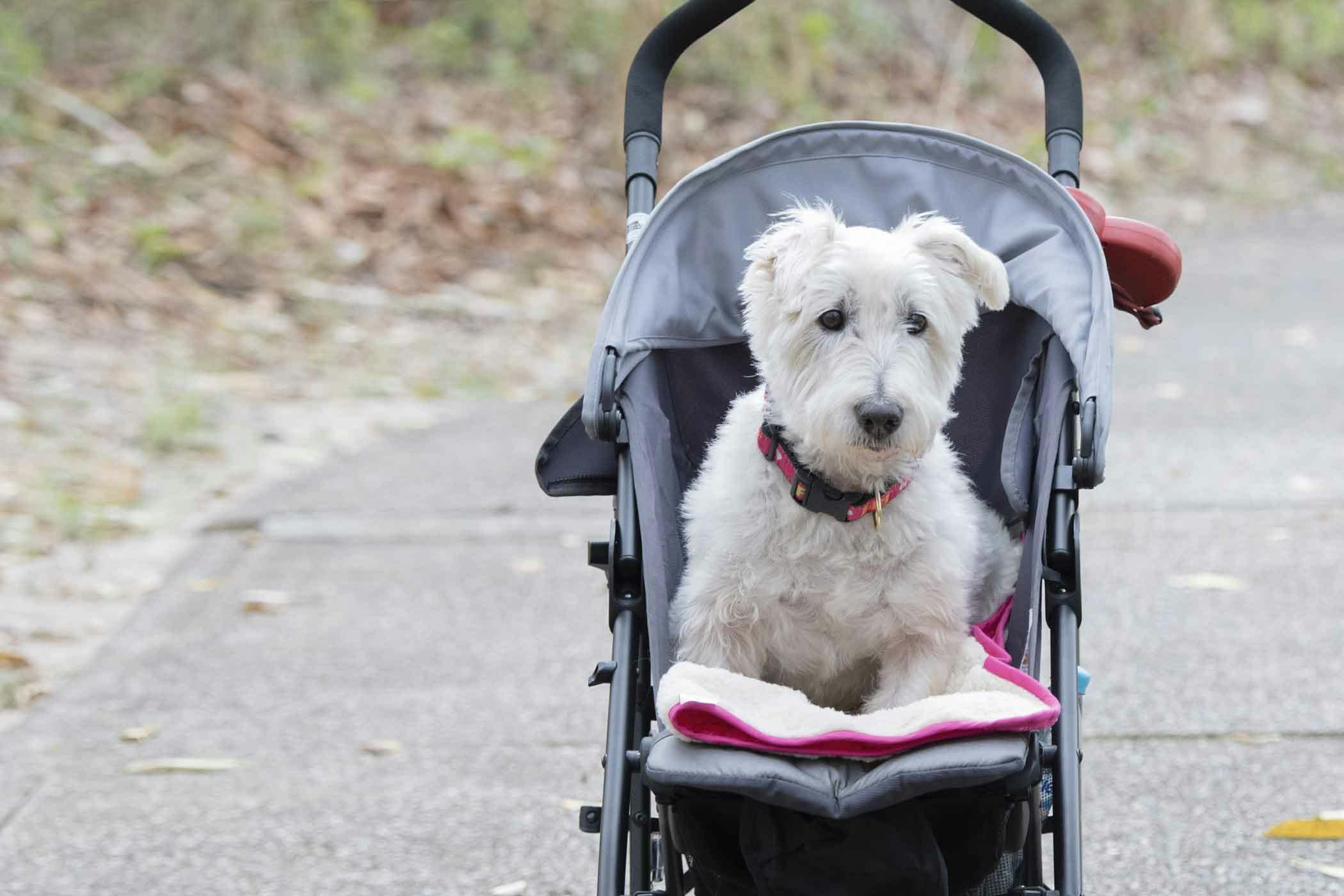 How to Train Your Dog to Walk With a Stroller Wag!