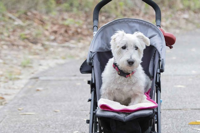 How to Train Your Dog to Walk With a Stroller