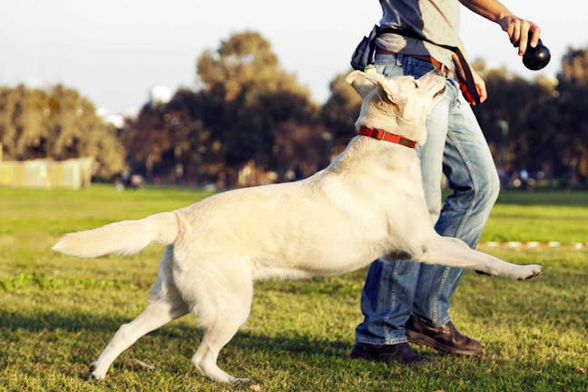 How to Train Your Dog to Walk With His Head Up