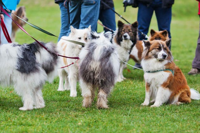 How to Train Your Dog to Walk with Other Dogs