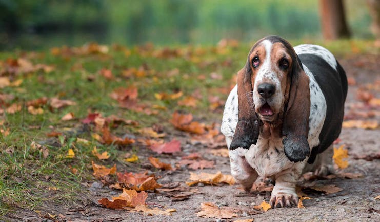 How to Train Your Basset Hound Dog to Walk With You