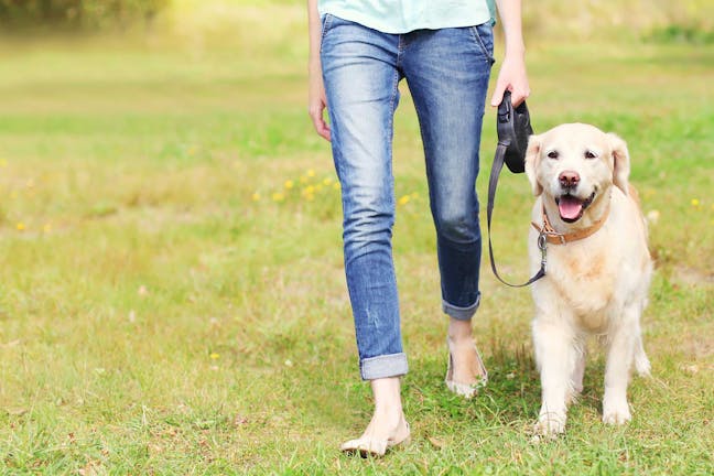 How to Train Your Dog to Walk Without Stopping