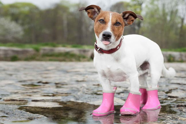 How to Train Your Dog to Wear Boots