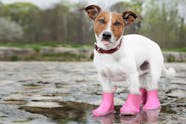 Should Your Dog Wear Boots