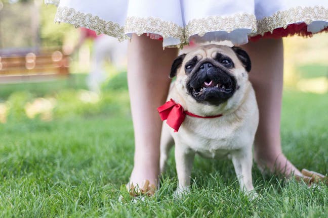 How to Train Your Dog to Weave Between Your Legs