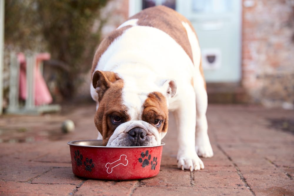 Can you give outlet dogs white rice