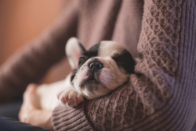 do 8 week old puppies sleep through the night